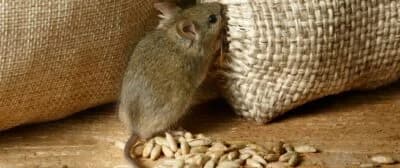 الوقاية من الفئران