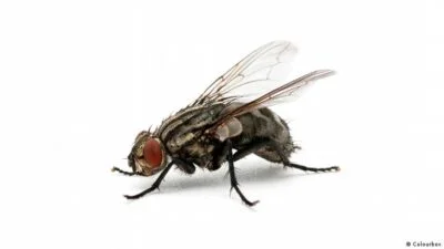 الذباب فوائده واضراره